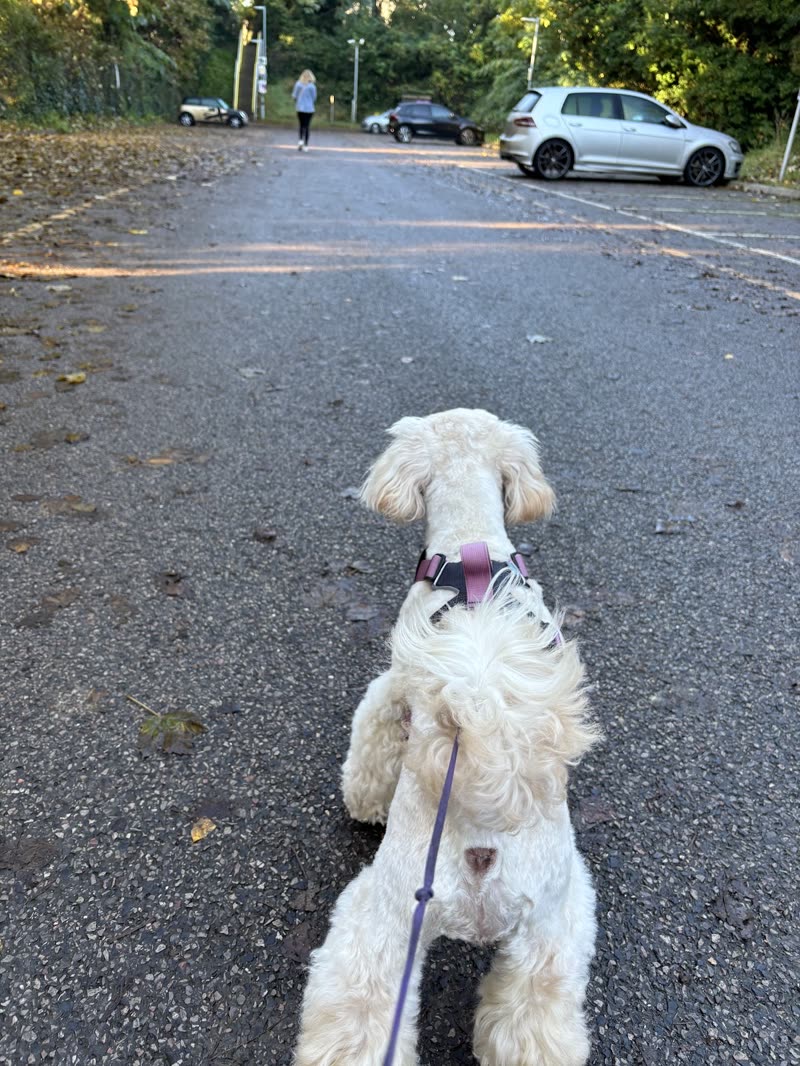 Freshly groomed white poodle-cross on a purple lead walking down a tree-lined path