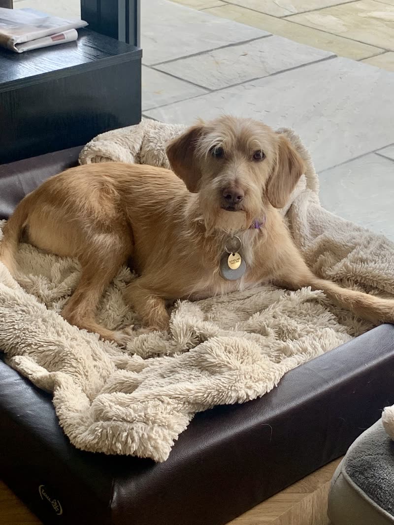 Scruffy golden terrier-cross freshly tidied, lying on a cream fleece blanket on an outdoor bench