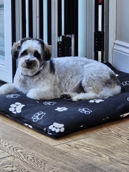 Grey-and-white shih-tzu with a fresh short clip lying on a paw-print bed