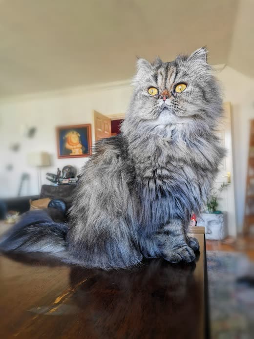 Silver-tabby Persian cat with orange eyes sitting on a wooden table