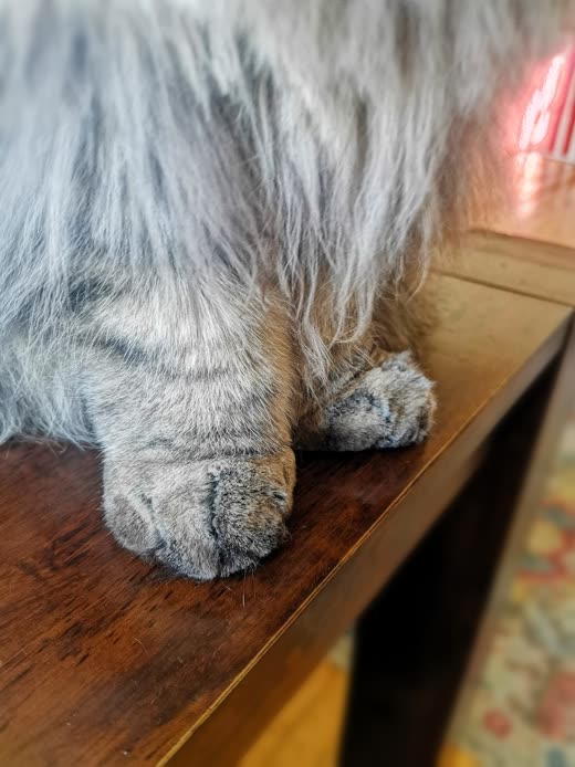 Close-up of a long-haired grey cat's trimmed paws and underside on a wooden table