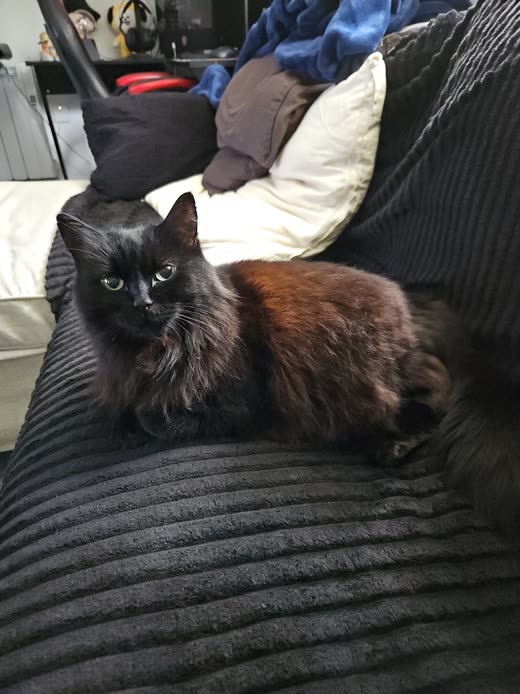 Long-haired black cat sitting upright on a dark ribbed sofa