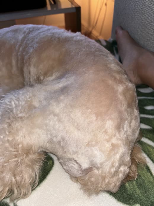 Apricot doodle curled asleep on a sofa showing a short body clip